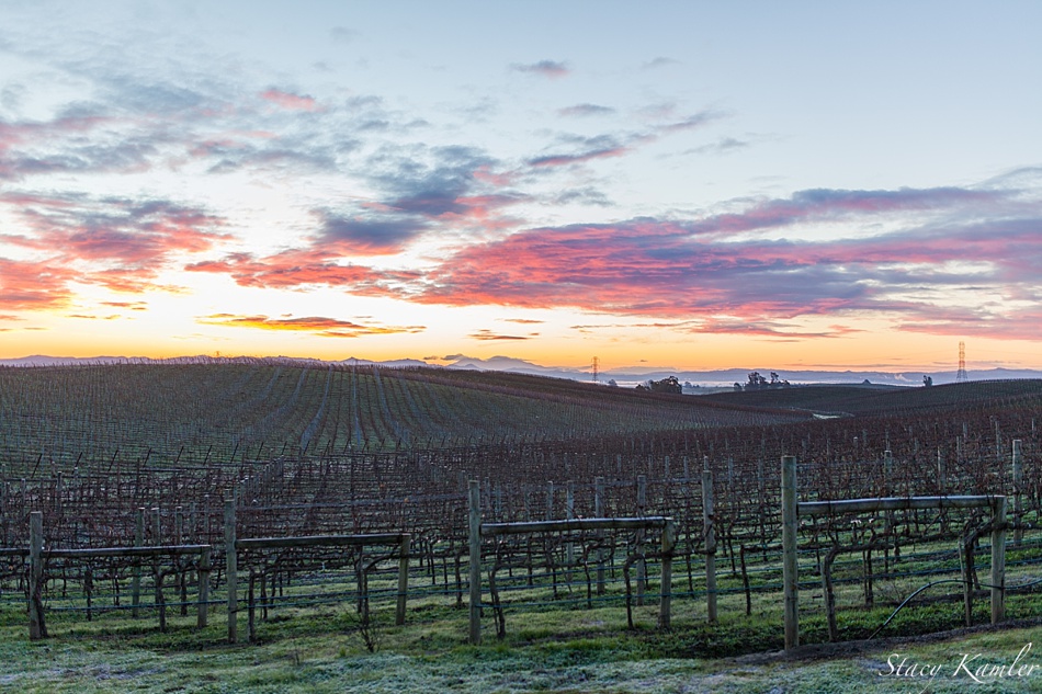 Sunrise over the wines at Sonoma, CA