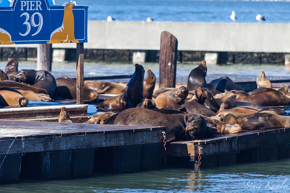 Seals at Pier 39 San Fransisco, CA
