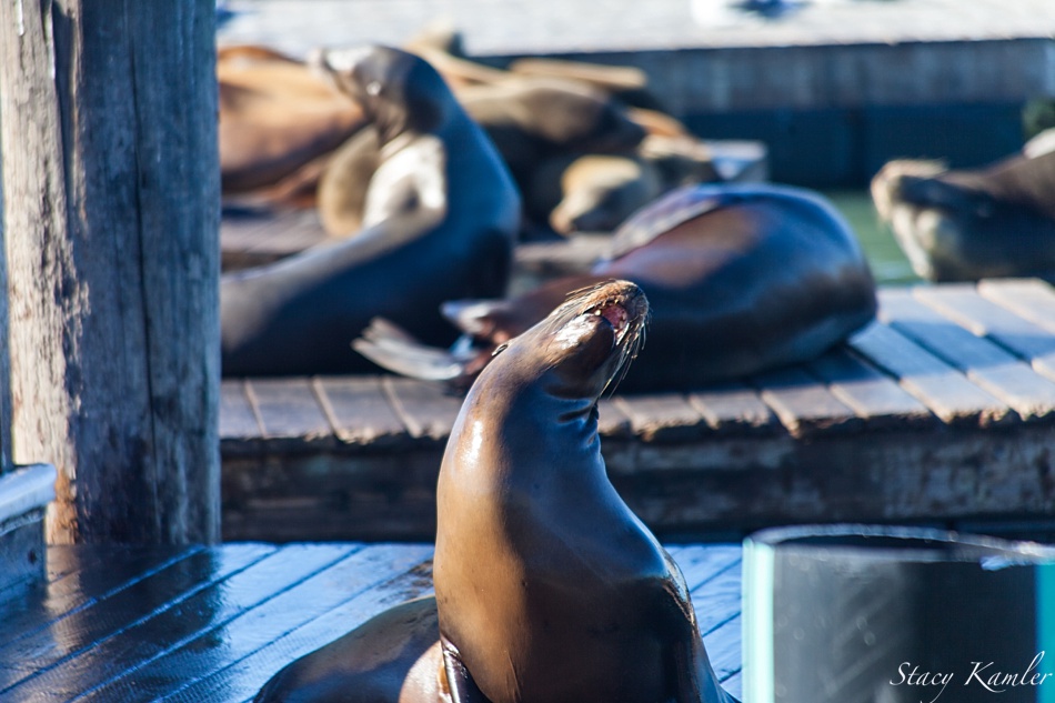 Seals at Pier 39 San Fransisco, CA