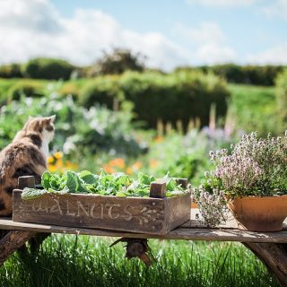 Cat at Hobbiton