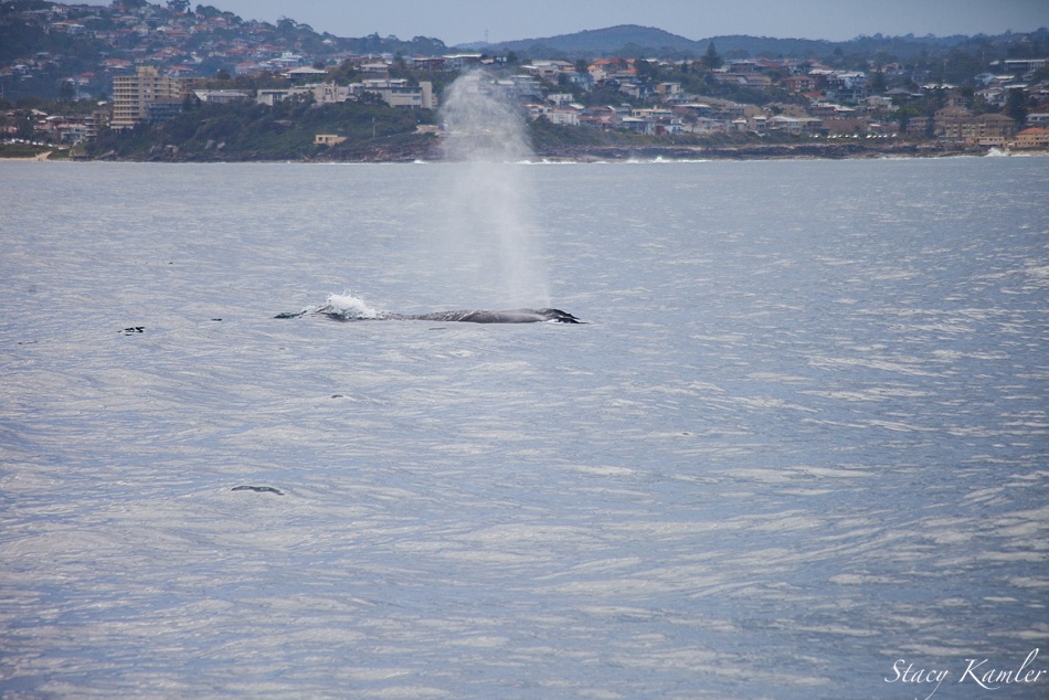 Whale Watching in Sydney, Australia