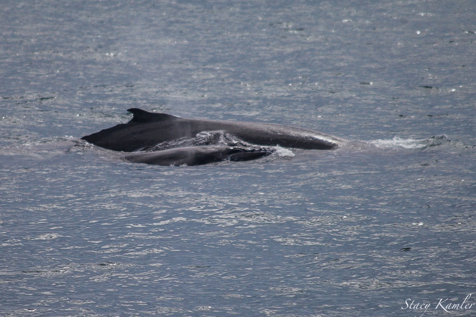 Mama and Baby Whale Watching in Sydney, Australia