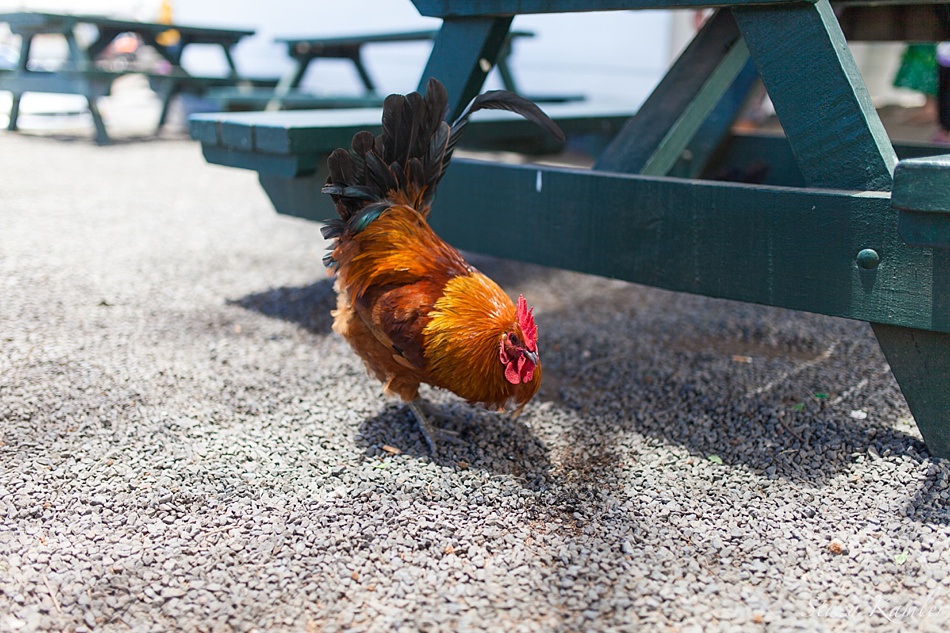 Wild Chicken in Rarotonga