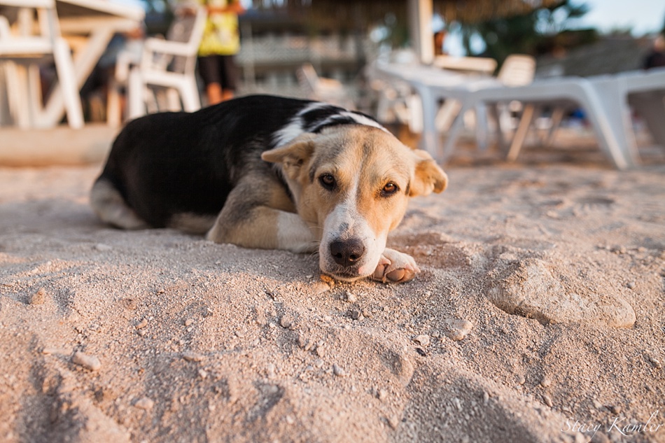 Pet Dog at Edgewater Resort in Rarotonga