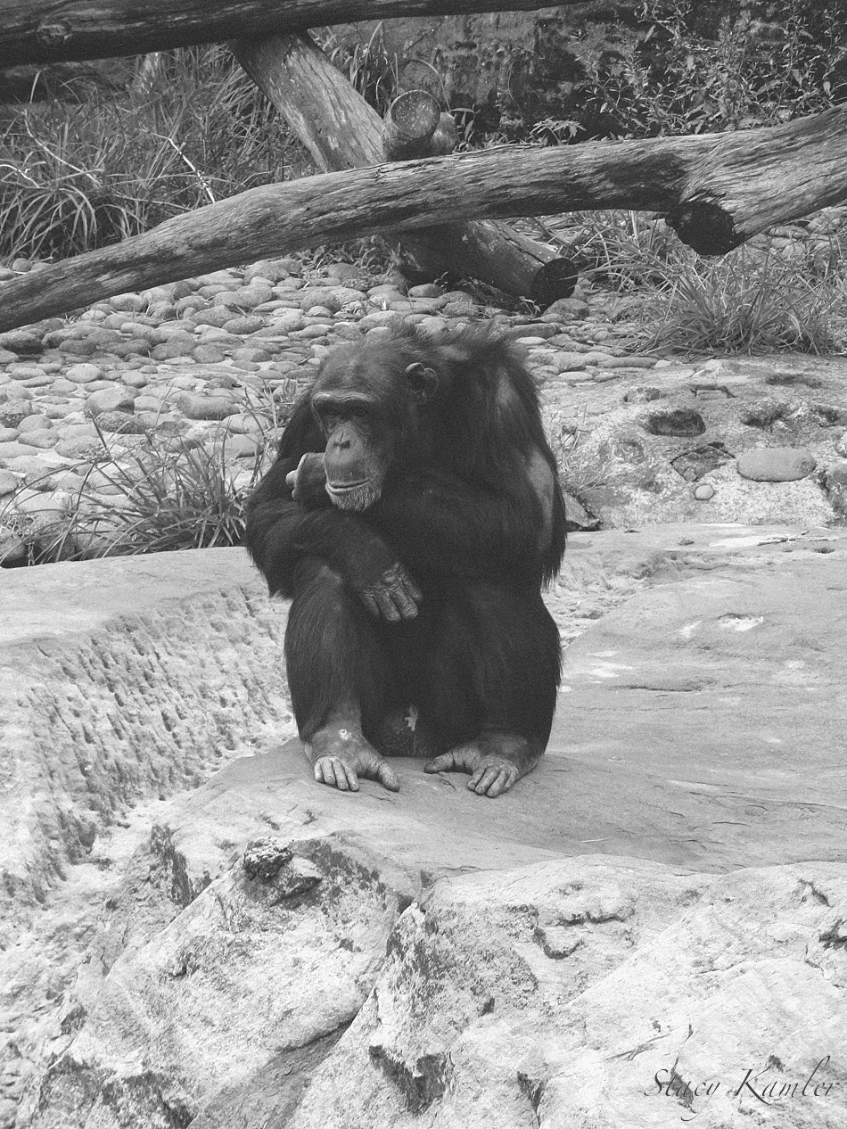 Monkey at Taronga Zoo