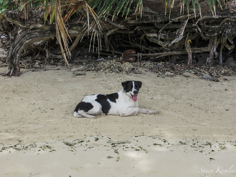 Puppy at Muri Lagoon