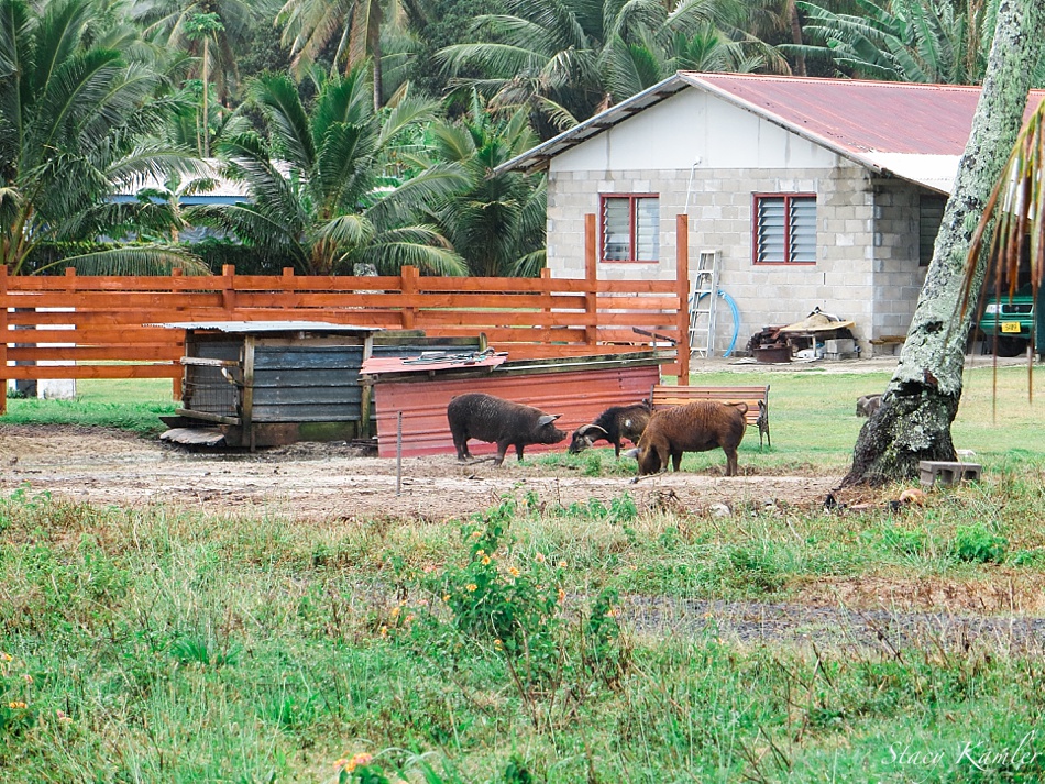 Pigs on Rarotonga