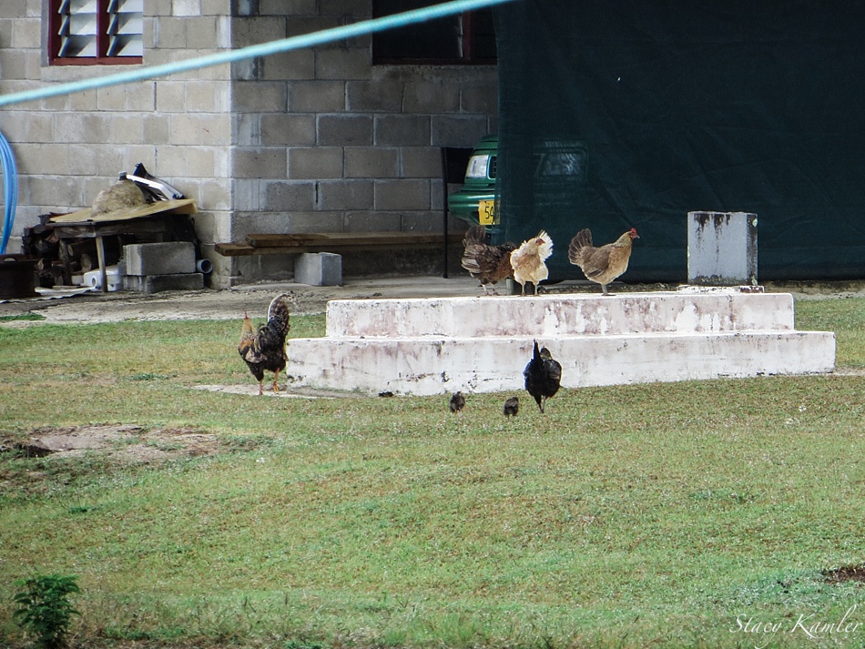 Chickens running loose on Rarotonga