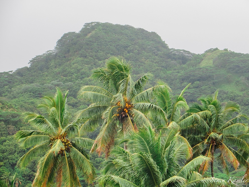 Palm Trees on the Cook Islands