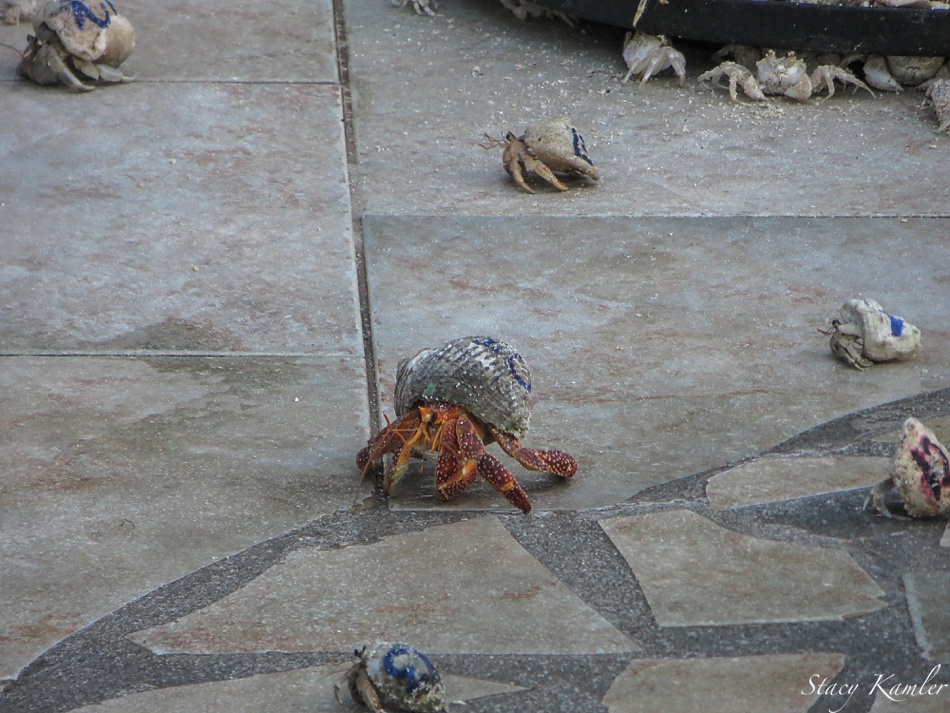 Crab Races