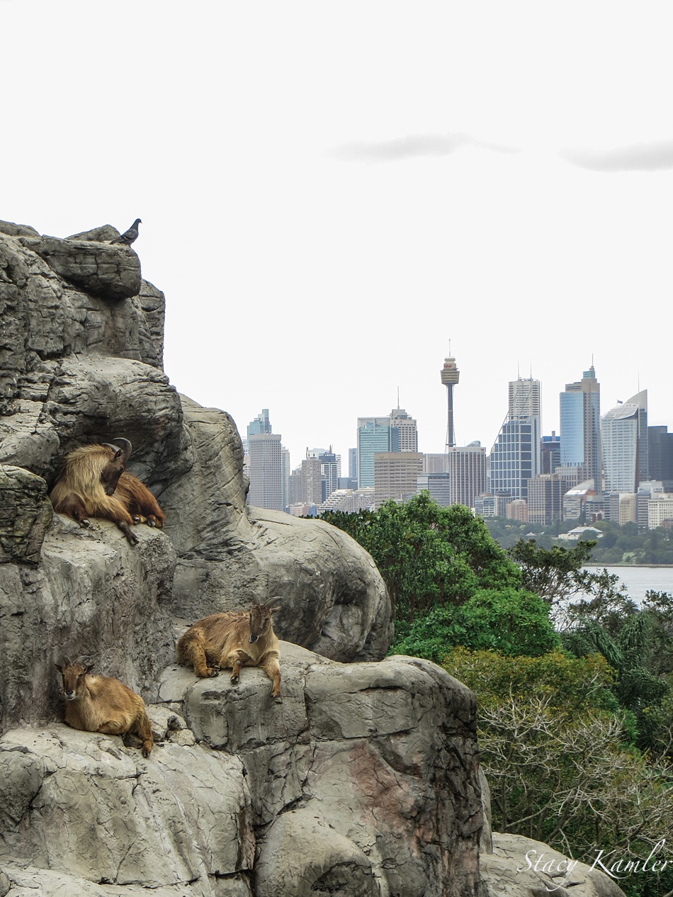 Mountain Goats with Sydney Background