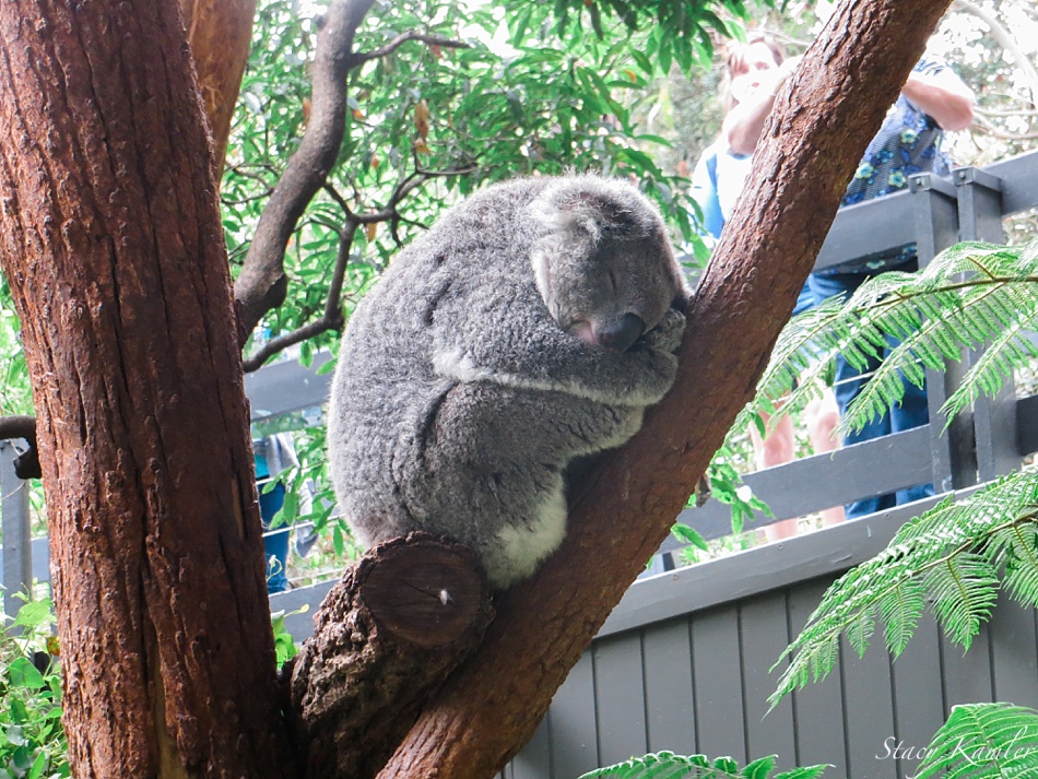 Koala at Taronga Zoo