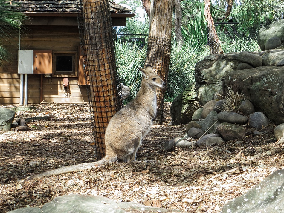 Wallaby at the Taronga Zoo