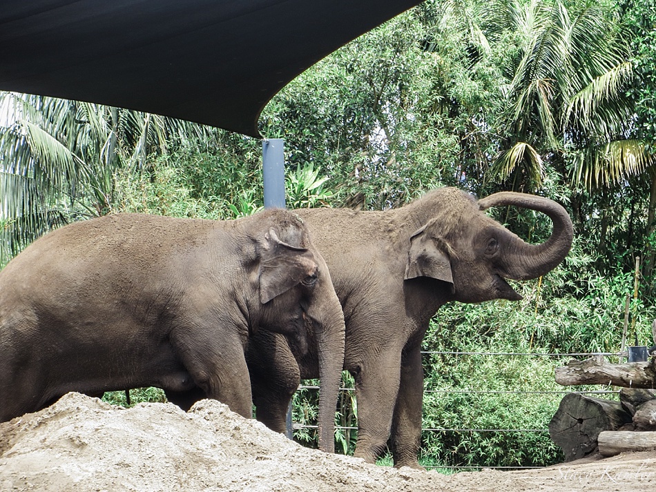 Elephants at Taronga Zoo