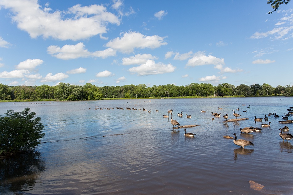 Ducks at Silver Lake, Rochester MN