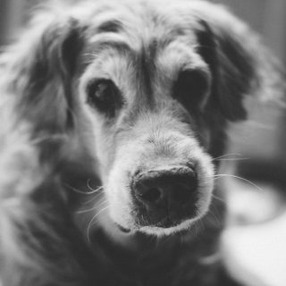 Bailey, our Golden Retriever