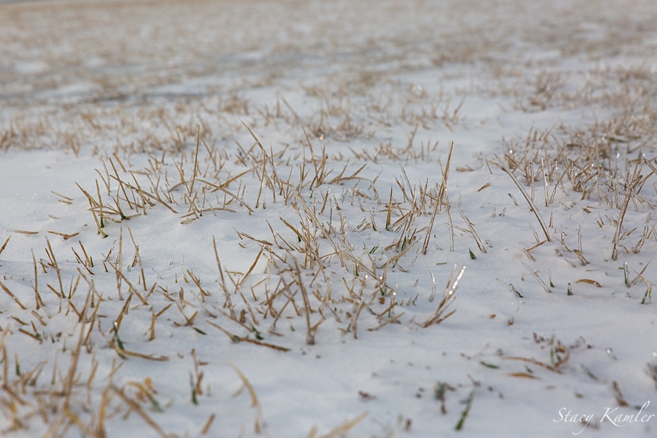 Frozen Grass Blades