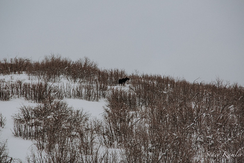 Moose in Utah