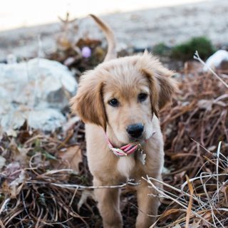 Golden Retriever Puppy playing in the fall leaves