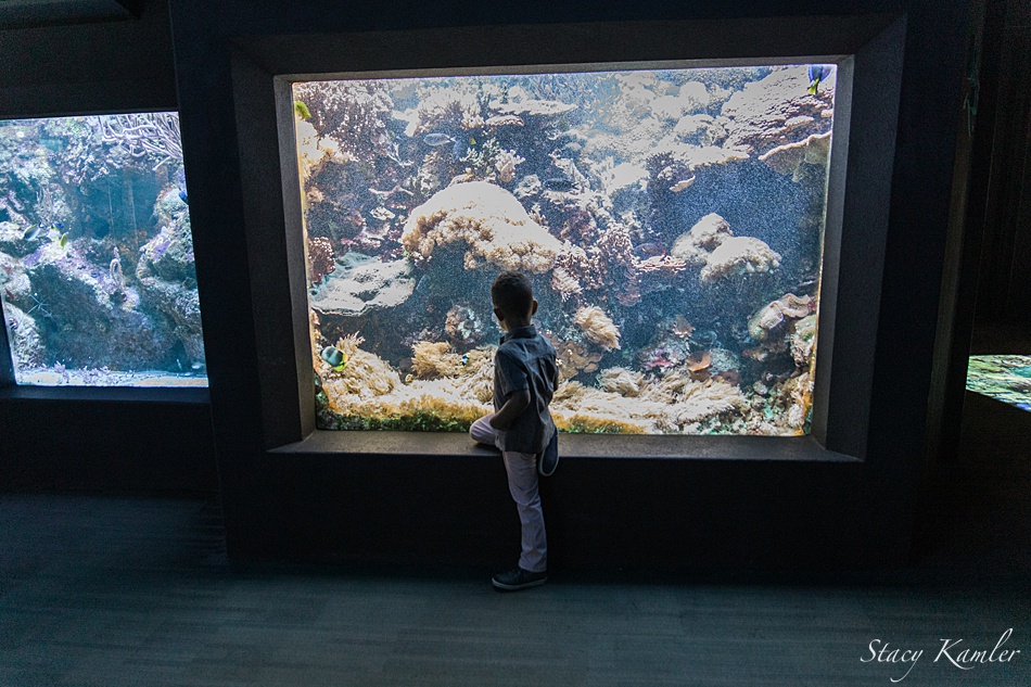 Four year old boy at the aquarium